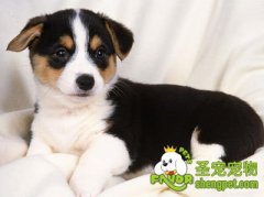 犬犬腹壁疝的症状及治疗方法