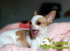 如何提升狗狗的睡眠质量