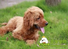 给狗狗吃海鲜需要注意什么