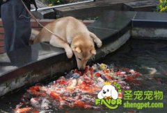 给狗狗吃海鲜可能引起的问题