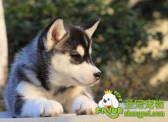 狗狗缺钙所会导致哪些影响