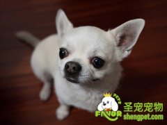 狗狗缺钙的解决方法