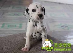 照顾幼犬的注意事项