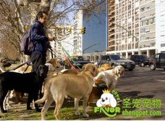 遛狗狗的正确方法