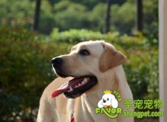 什么是犬冠状病毒