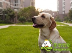 引起狗狗体臭的原因