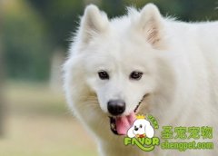 给狗狗打疫苗需要注意什么