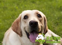 狗狗口腔护理注意事项