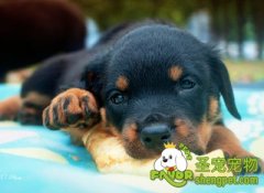 怎样挑选适合狗狗的玩具