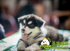 初养狗狗需要注意什么