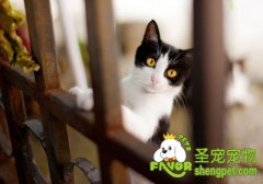 自制营养猫罐头的方法
