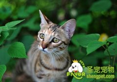 引起猫咪心丝虫病的原因