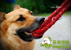 避免狗狗咬伤小孩方法