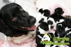 狗狗怀孕后需要注意什么