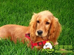 狗狗不爱运动的原因