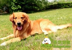 狗狗易患哪些口腔疾病