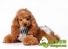 冬季怎样防止贵宾犬感冒