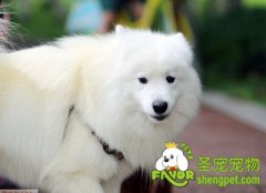 狗粮当中都含有哪些成分