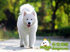 不同体型狗狗的活动量说明