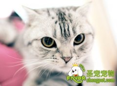如何解决猫咪不吃猫粮问题
