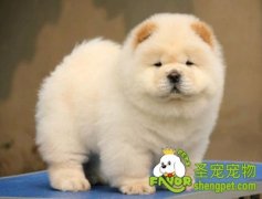 引起松狮流泪的原因有哪些