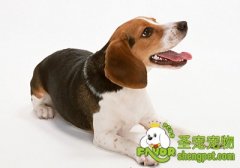 饲养比格犬的注意事项