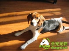 引起狗狗蹭屁股的原因