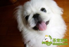 京巴犬有哪些常见的疾病