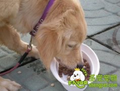 狗狗食盐中毒的治疗方法