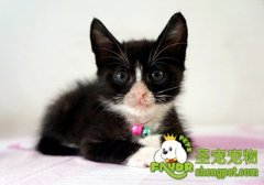 怎样确定猫咪喉部是否有异物