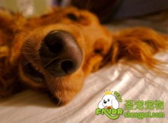 关于狗狗鼻子的知识及护理方法