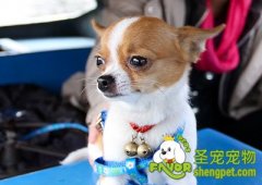 狗狗干眼症的病因及治疗方法