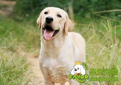 狗狗常用的十三种肢体语言