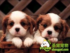 关于养狗狗的8个为什么