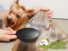 如何给狗狗梳理毛发？