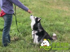 训练狗狗常用手势及方法