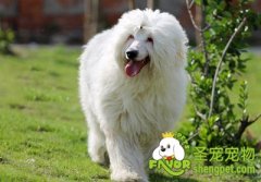 给狗狗挤肛门腺的方法及操作方法