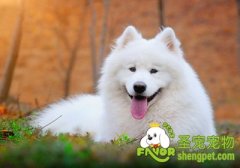 怎样培养人与狗之间信任感