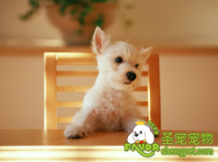 如何训练狗狗良好的用餐礼仪