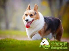 保持狗狗牙齿干净的方法