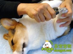 怎样让狗狗习惯剪指甲