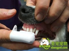 给狗狗刷牙需要注意的事项