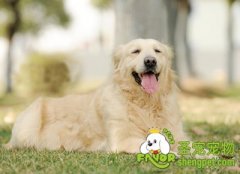 狗狗生理期的表现及注意事项