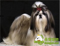 饲养西施犬需要注意哪些事项