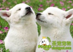 如何为狗狗找配偶