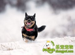 狗狗冬季保健该注意哪些?