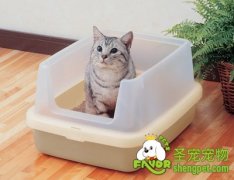 猫咪排泄不通畅及用力是一种病