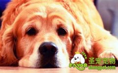 老年狗狗的运动量及注意事项