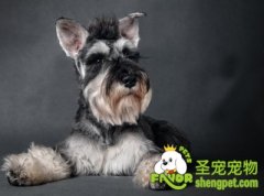 雪纳瑞美容的具体方法及步骤