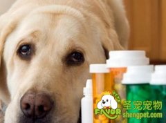 如何判断狗狗是否发烧及治疗方法